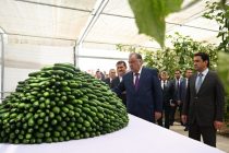 Лидер нации Эмомали Рахмон посетил современную теплицу Коммерческого кооператива «Донахои умед» в районе Сино города Душанбе
