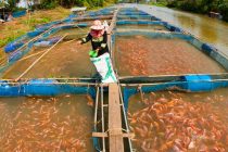 Выращивание рыбы и морепродуктов обгоняет добычу