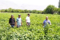 В Пенджикенте начался сбор раннего картофеля