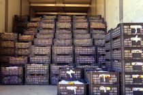 Таджикистан экспортировал более 90 тысяч тонн сельскохозяйственной продукции