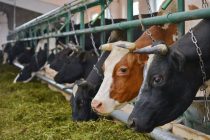 Кубодиёнский район показывает заметное развитие сельского хозяйства