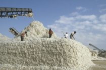 Земледельцы Хатлона планируют собрать свыше 254-х тысяч тонн «белого золота»