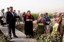 В Гиссаре начался сбор хлопка