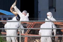 В Германии из-за вспышки птичьего гриппа массово гибнут журавли