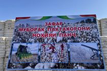 Богатый урожай хлопка собран в Пянджском районе