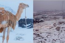 Редкое и неожиданное природное явление: в Саудовской Аравии выпал снег