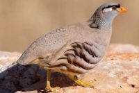 Куропатка в Таджикистане выбрана «Птицей года — 2026»