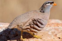 Куропатка в Таджикистане выбрана «Птицей года — 2026»