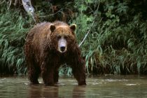 В Японии растёт число нападений медведей на людей