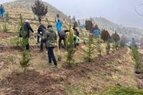 Вдоль автомобильной дороги «Душанбе —  Рудаки — Вахдат» посажены сотни саженцев вечнозеленых деревьев