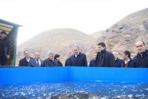 В водохранилища Хатлонской области выпустили 1,3 миллиона мальков