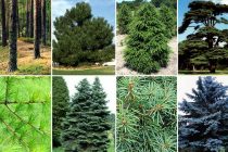 Хвойные деревья имеют экономическую и лекарственную ценность