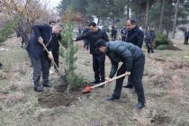 На территории «Парка Победы» посажено более 1000 саженцев вечнозелёных деревьев