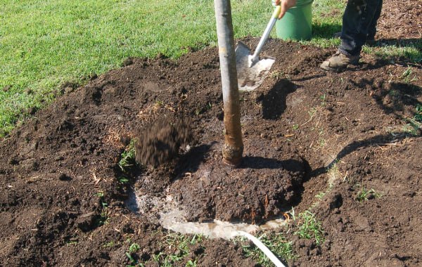 В Таджикистане посадка деревьев будет проводиться в три этапа