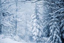 Падение температур связано с резким уменьшением уровня кальция в океанах