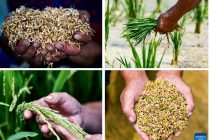 В Китае создали гибридный рис с самовоспроизводящимися семенами