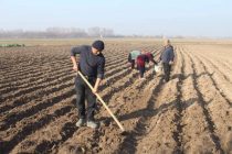 В районе Джалолиддини Балхи начался сезон посадки картофеля