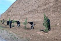 Государственная программа озеленения. Какие меры принимаются для её реализации в Гиссаре?