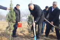 Вдоль автотрассы «Бохтар – Левакант» посажено более 1000 вечнозелёных и тенистых деревьев