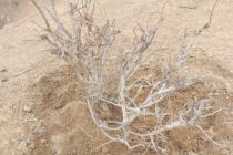 В лесхозе Дангаринского района на 44-х гектарах восстановлены засохшие саженцы фисташек