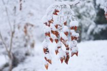 О ПОГОДЕ: сегодня в горных районах и на перевалах ожидаются гололёдные явления, образование снежного покрова