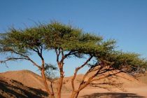 ИЗМЕНЕНИЕ КЛИМАТА. Во избежание его последствий в Таджикистане на сотнях гектаров посажен саксаул