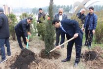 В четырёх районах Душанбе посажено более 1000 саженцев арчи