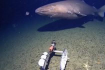 В ледяных водах Антарктиды неожиданно обнаружили акулу