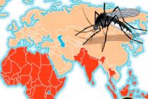 Вирус чикунгунья в Европе: 29 стран оказались под угрозой вспышки