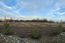 В местечке Хафтзагора Пенджикента создадут новый сад