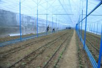 В Хатлоне на 2495,7 гектарах постоянных и сезонных теплиц выращивают овощи