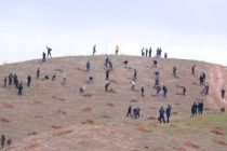 Вдоль трассы «Душанбе – Бохтар» посадили 1500 саженцев