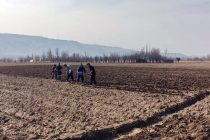 В этом году в Пенджикенте на 2,5 тысячах гектаров посадят картофель