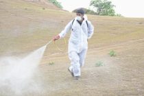 В Таджикистане выявили места распространения саранчи