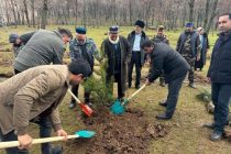ПОСАДИ ДЕРЕВО! В Рамитском биосферном заповеднике посажено более 400 саженцев