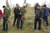 Сотрудники Таможенной службы посадили более 17 тысяч саженцев в Варзобском районе