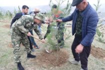 Сотрудники МВД посадили 15 тысяч деревьев