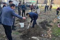 В Турсунзаде посадили более 6000 саженцев