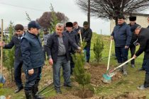 С участием заместителя Премьер-министра Таджикистана в Вахдате прошла акция по посадке деревьев