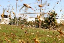 Угроза саранчи: Марокко мобилизует ресурсы для защиты урожая