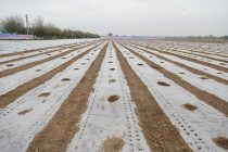 Благодаря эффективному использованию водных и земельных ресурсов производство сельскохозяйственной продукции неуклонно растёт