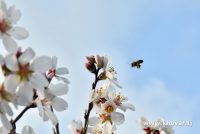 Навруз в Таджикистане наступит 20 марта