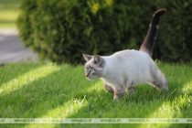 В Испании для терапии детей с аутизмом используют кошек