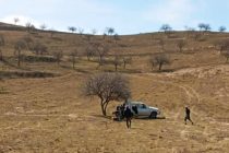 В нескольких районах Таджикистана посадили более 6 тысяч саженцев фисташки