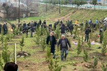 В Рогуне, Вахдате и Файзабаде посадили более двух тысяч саженцев декоративных деревьев