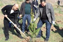 Более 1000 хвойных деревьев посадили в Парке Победы