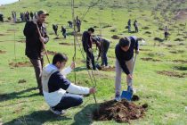 Работники сферы энергетики посадили 1500 саженцев фруктовых деревьев в Лучоби Боло