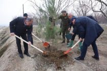 Вдоль автодороги «Канибадам – Худжанд» посадят 2700 деревьев