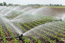 Эффективное орошение, устойчивые агротехнологии и бережное использование воды помогают снизить потери