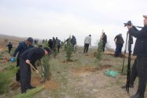 На автодороге «Худжанд – Чанак» посадили 500 саженцев сосны